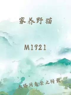 家养野猫